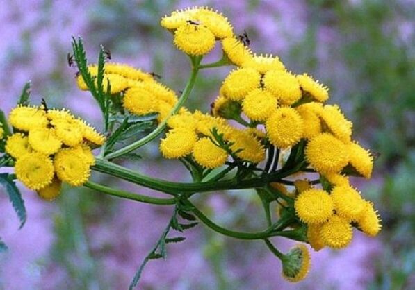 duke përdorur tansy për të hequr parazitët nga trupi