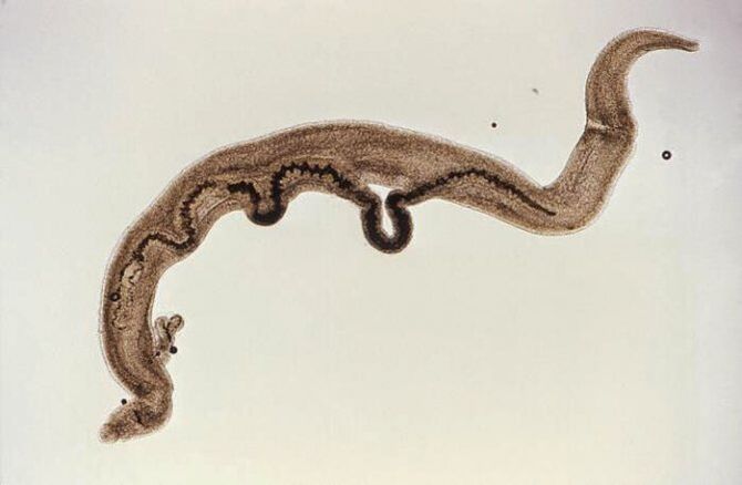 Parazit shistosoma brenda trupit