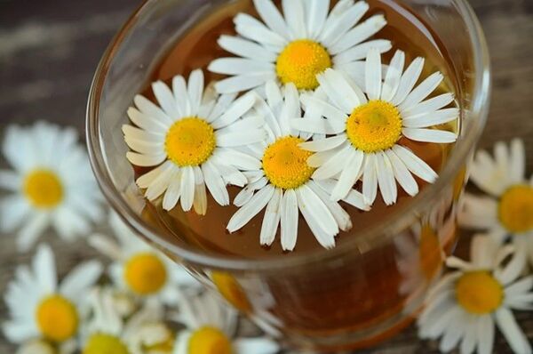 Infuzion medicinal me bazë kamomilin kundër parazitëve në organizëm