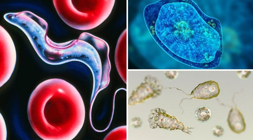 parazitët protozoar të njerëzve